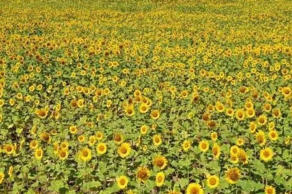 油葵的种植方法，通常采取地膜覆盖种植模式