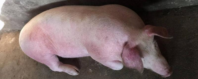 猪突然瘫痪怎么办