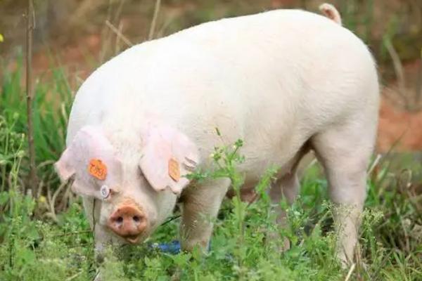 猪突然瘫痪怎么办，可肌注维丁胶性钙