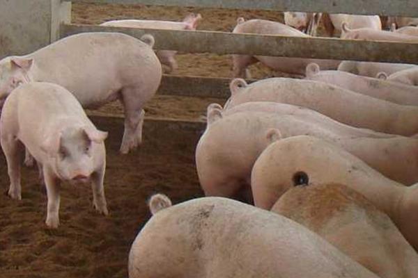 猪突然瘫痪怎么办，可肌注维丁胶性钙