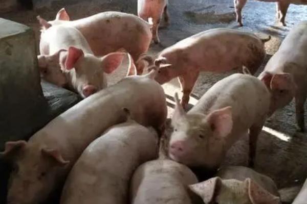 猪突然瘫痪怎么办，可肌注维丁胶性钙