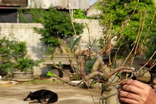 怎么修剪榕树才美观，主枝的顶芽、分叉枝、枯病枝要剪除