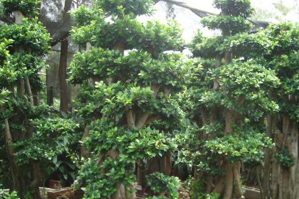 怎么修剪榕树才美观，主枝的顶芽、分叉枝、枯病枝要剪除