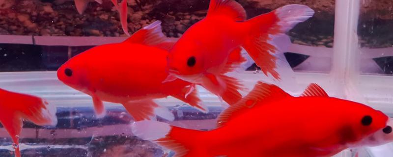 冷水鹦鹉鱼的寿命