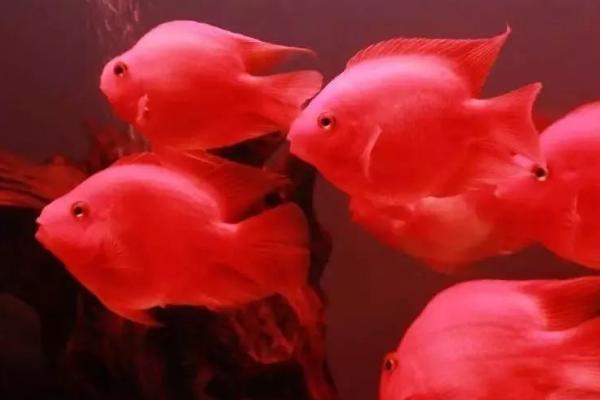 冷水鹦鹉鱼的寿命，饲养得当寿命可达10年以上