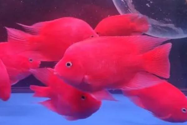 冷水鹦鹉鱼的寿命，饲养得当寿命可达10年以上