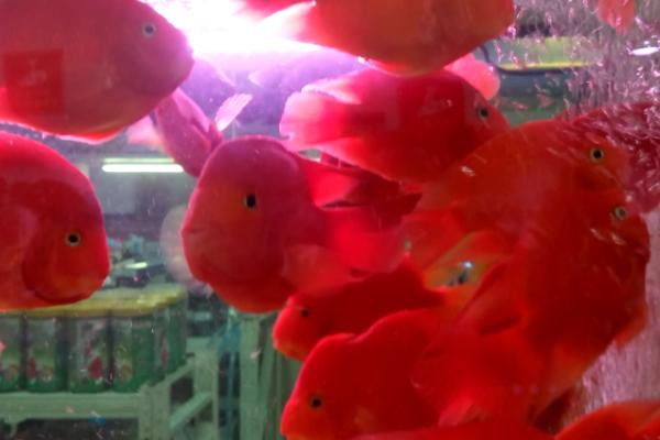 冷水鹦鹉鱼的寿命，饲养得当寿命可达10年以上