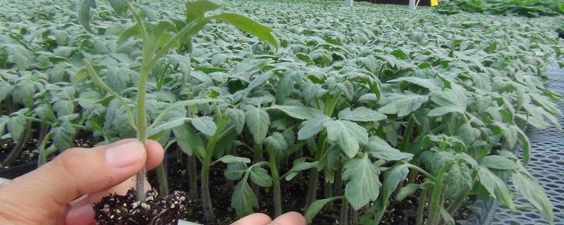 西红柿不宜多次分苗的原因