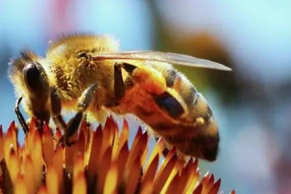 蜜蜂在哪里采蜜，一般在花丛中采蜜