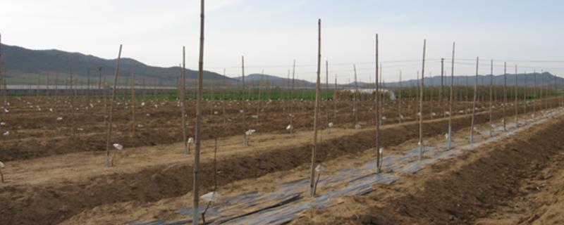 怎么防治果树僵苗现象