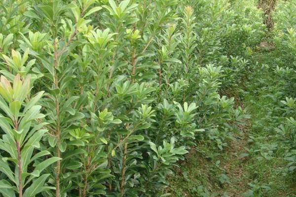 怎么防治果树僵苗现象，可等到泥土解冻后再定植