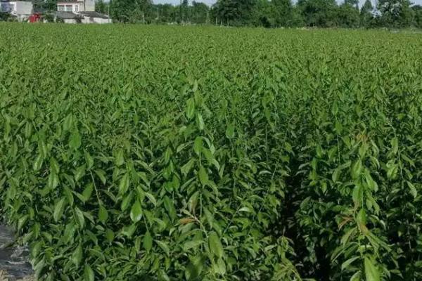 怎么防治果树僵苗现象，可等到泥土解冻后再定植