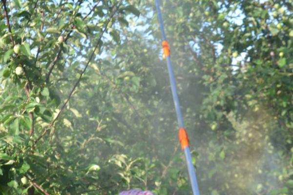 怎么防治果树僵苗现象，可等到泥土解冻后再定植