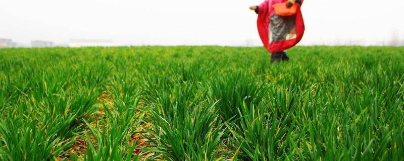 冬小麦的施肥要点