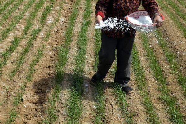 冬小麦的施肥要点,根据麦田肥力水平、产量水平调整施肥量