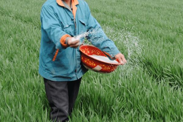 冬小麦的施肥要点,根据麦田肥力水平、产量水平调整施肥量