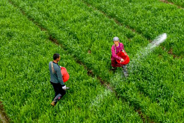 冬小麦的施肥要点,根据麦田肥力水平、产量水平调整施肥量