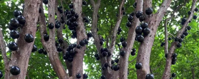 树葡萄的浇水方法