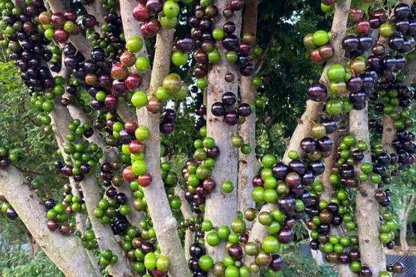 树葡萄的浇水方法，每天早晚各浇一次