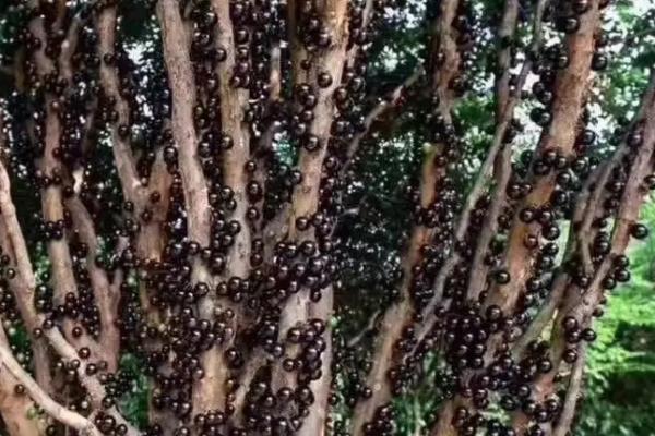 树葡萄的浇水方法，每天早晚各浇一次