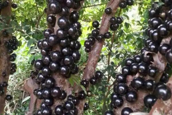 树葡萄的浇水方法，每天早晚各浇一次