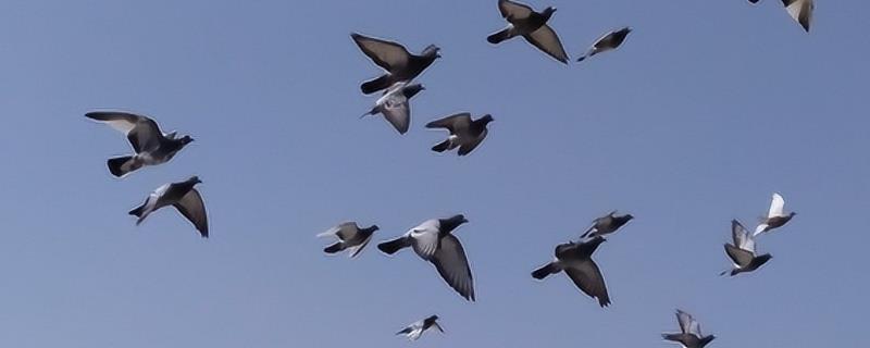 鸽子家飞训练方法