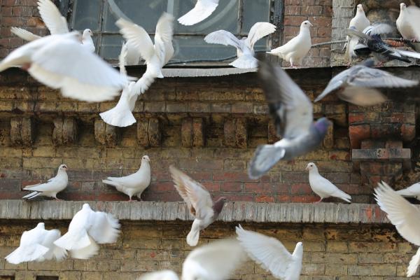 鸽子家飞训练方法,一定要保证好的身体状态