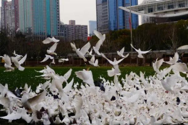 鸽子家飞训练方法,一定要保证好的身体状态