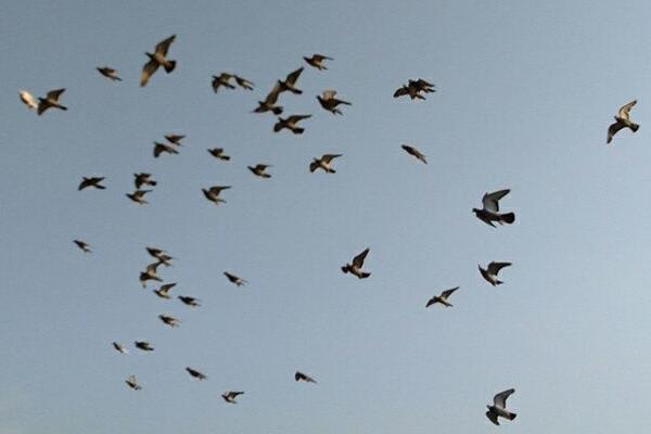 鸽子家飞训练方法,一定要保证好的身体状态