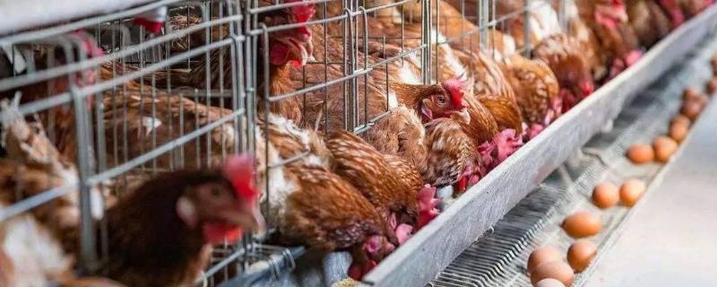 产蛋鸡饲料配方