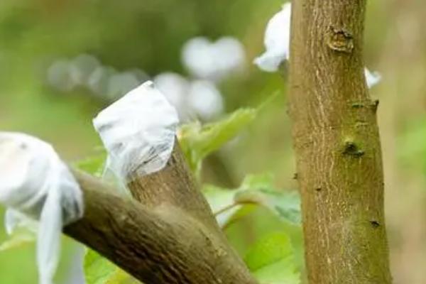 五六月份可以嫁接柑橘树吗，可以但需注意嫁接方法