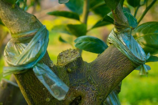 五六月份可以嫁接柑橘树吗，可以但需注意嫁接方法