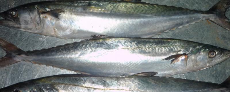 鲅鱼的生活水域