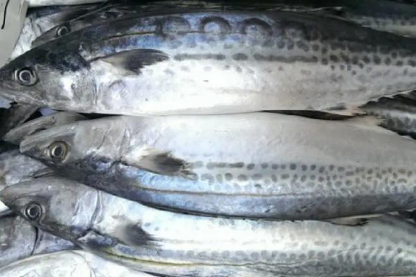 鲅鱼的生活水域，在我国分布于渤海、黄海、东海