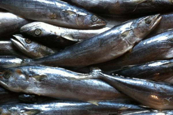 鲅鱼的生活水域，在我国分布于渤海、黄海、东海