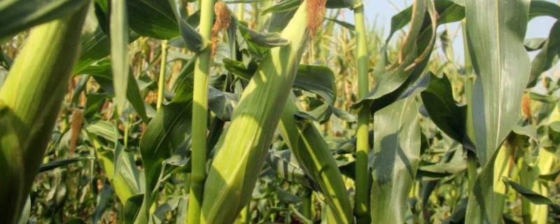 友玉1176玉米品种的特性