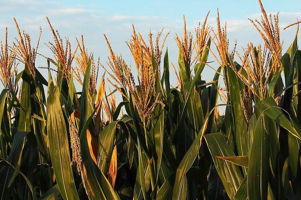 友玉1176玉米品种的特性，中抗穗腐病