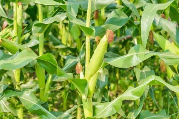 友玉1176玉米品种的特性，中抗穗腐病