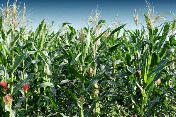 黔玉665玉米种子特征特性，中抗大斑病