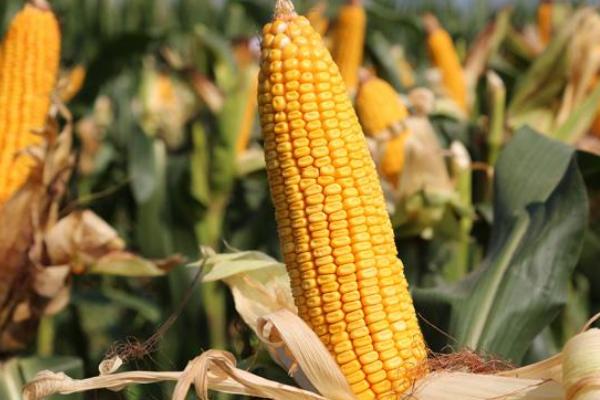 黔玉665玉米种子特征特性，中抗大斑病