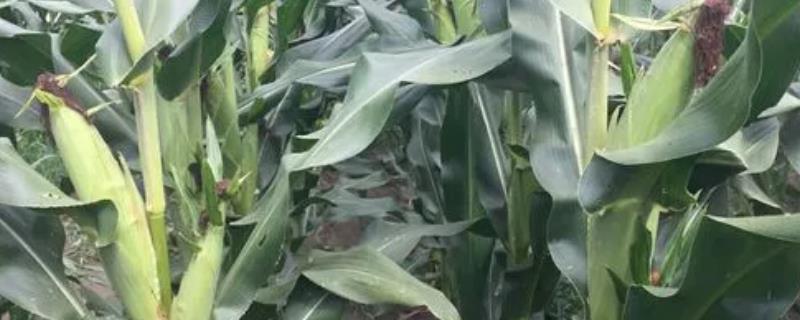 满玉101玉米品种简介