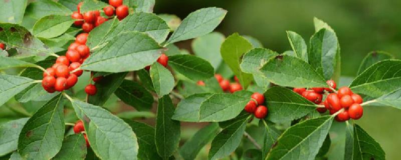 冬青长什么样
