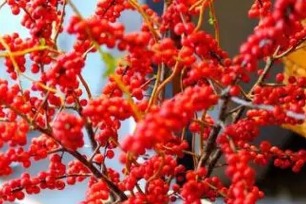 冬青长什么样，花小且颜色为白色或红色