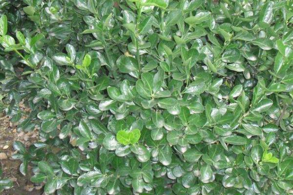 冬青长什么样，花小且颜色为白色或红色