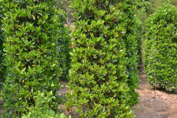 冬青长什么样，花小且颜色为白色或红色