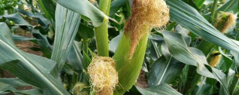 昕甜803玉米种子简介