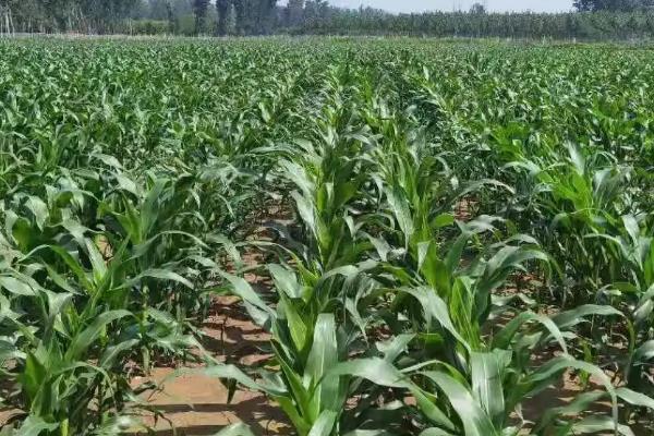 原玉糯999玉米品种简介，应做好防治工作