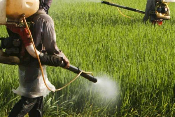 高氯吡虫啉的使用注意事项，不可和碱性农药进行混用