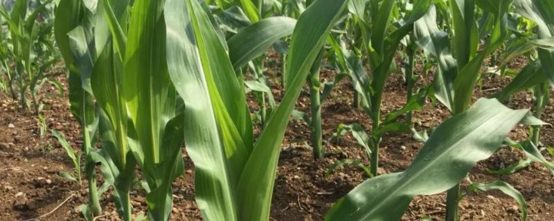 德威803玉米种子简介