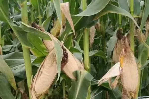 德威803玉米种子简介,4月中下旬播种